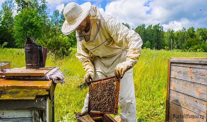 Пасечник на природе