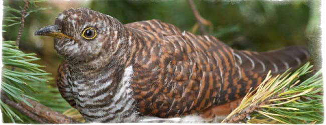 приметы о кукушке