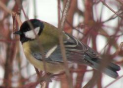 приметы про птиц