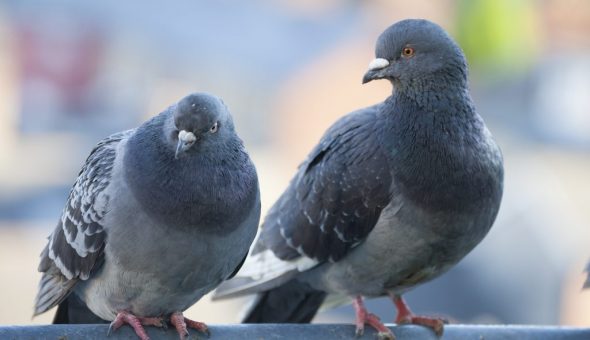 Приметы о голубях не несут негатива