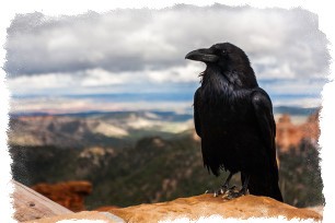 приметы о вороне