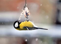 приметы о птицах