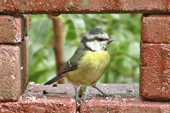 синица в доме
