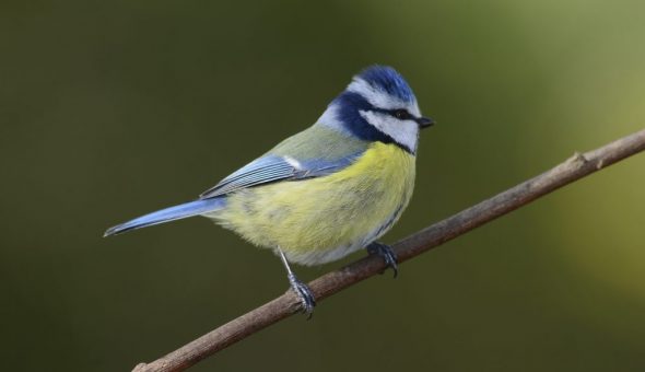 Синица может исполнить ваше желание