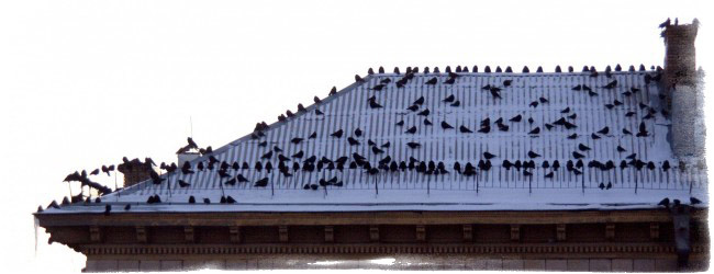 Приметы про ворон