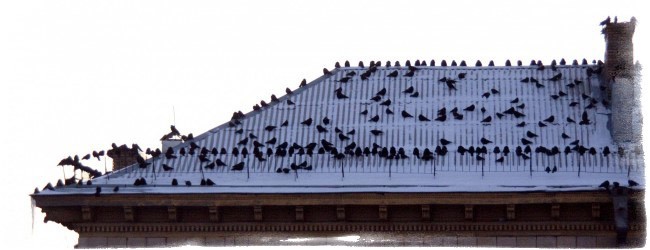 Приметы про ворон