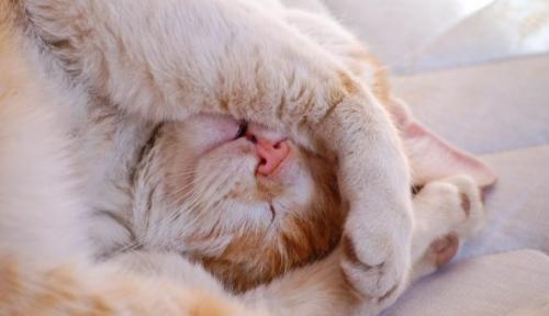 Приметы про животных о погоде. Приметы по домашним животным