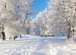 муха в доме зимой примета