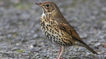 Синица: основные приметы