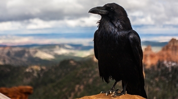 Синица: основные приметы