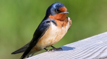 Синица: основные приметы