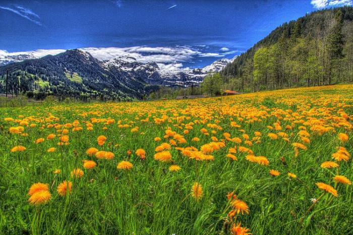 природа горы лес