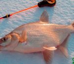 Прогноз клева рыбы в украине