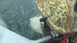 Hydrofoil нам лодочный моторы