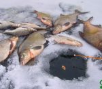 Прогноз клева рыбы в украине