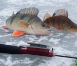 Прогноз клева рыбы в украине