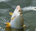 Прогноз клева рыбы в украине