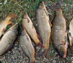 Прогноз клева рыбы в украине