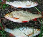 Прогноз клева рыбы в украине