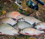 Прогноз клева рыбы в украине