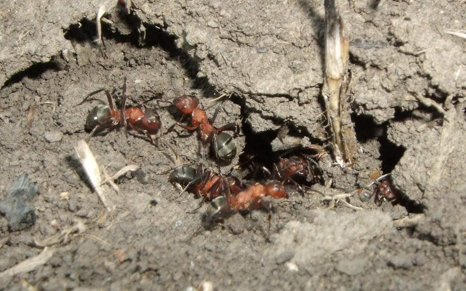 Приметы и суеверия о муравьях