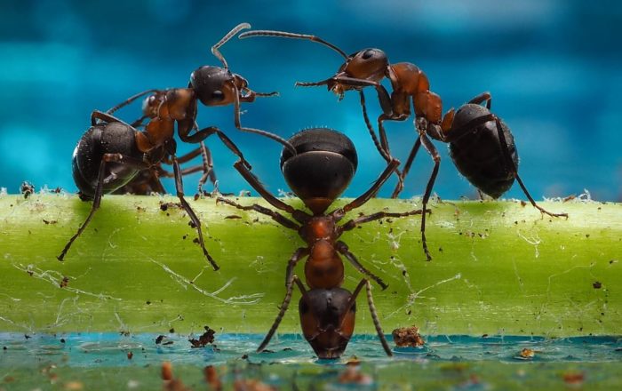 Муравьи и времена года