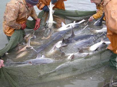 Рыбалка в Астрахани в мае