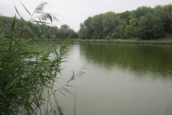 На пруду дождь