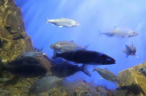 Омуль и сиг - подводные съемки