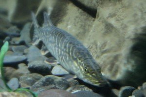 Байкальская щука - подводные съемки