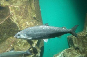 Сиг - подводные съемки