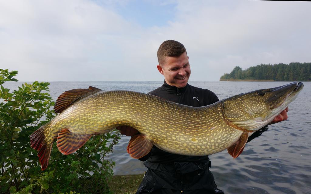 Щука огромных размеров.