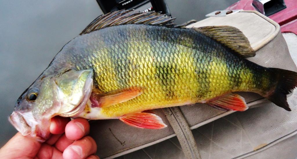Окунь яркой расцветки.