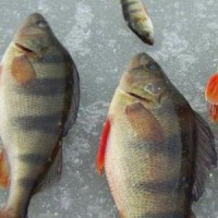 Ribalka na okonya zimoy