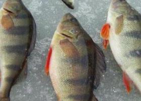 рыбалка на рузском водохранилище