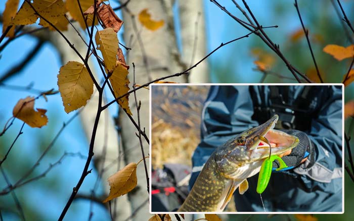 поймал щуку