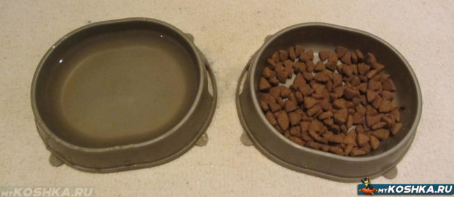 Сухой корм и свежая вода в мисках