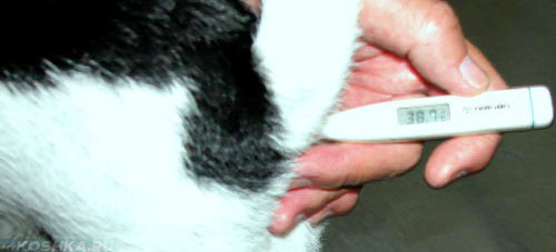 Высокая температура у кошки на градуснике