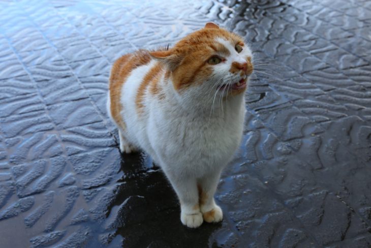 Простуда у кошек - лечение в домашних условиях