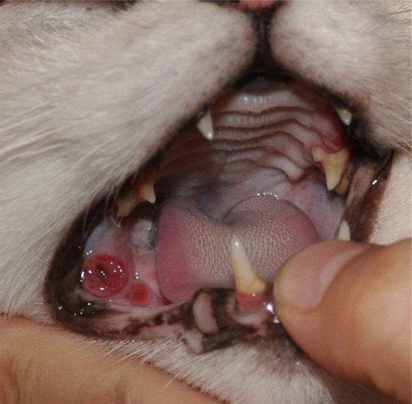 Проявление Калицивироза