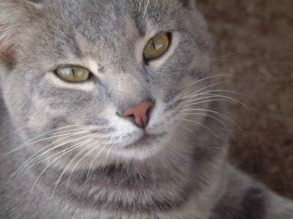 Кошка смотрит