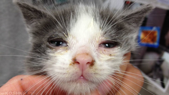 Герпесвирусная инфекция у котёнка