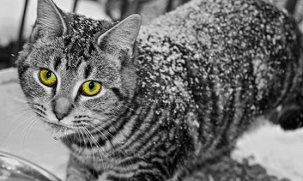 Простуда у кошек - лечение в домашних условиях