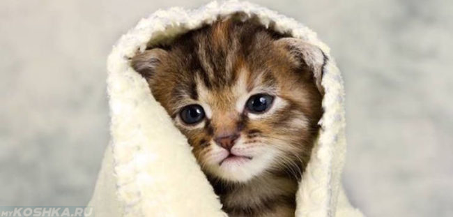 Котёнок переохладился и греется под одеялом