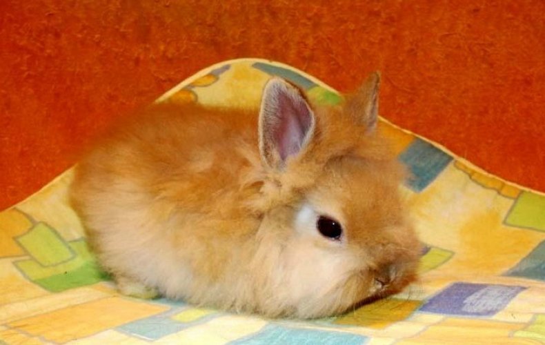 Сколько живут декоративные кролики, влияние на продолжительность жизни самой породы и условий обитания