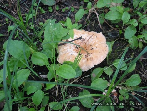 рыжик в Сорокошичах