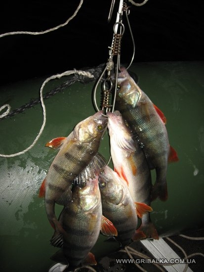 вечерний окунь на джиг