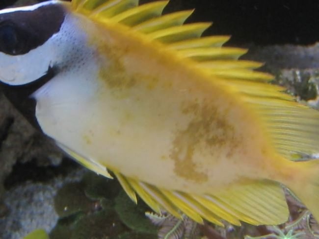 Лечение рыбок в аквариуме солью.