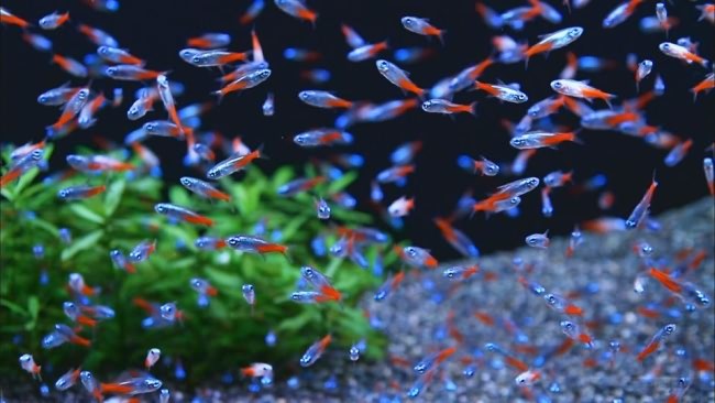 Как размножаются рыбки неоны.
