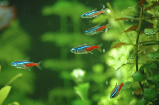 Стайка неонов.